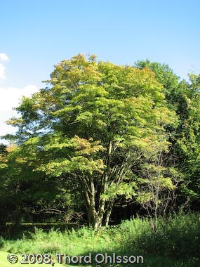 Acer palmatum